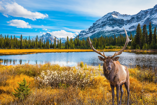 Canadian Forest