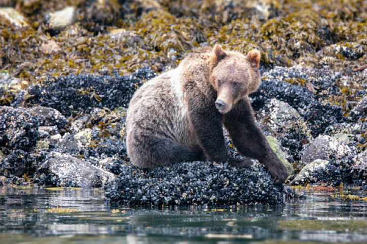 Vancouver and Grizzly Bears